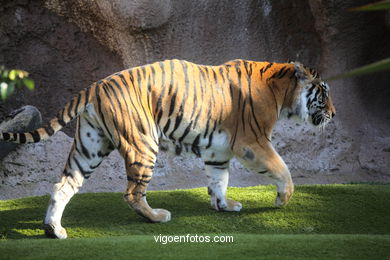 LORO PARK: TIGRES 