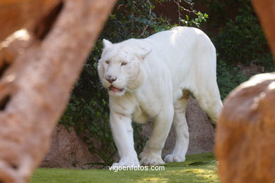 LORO PARK: TIGRES 