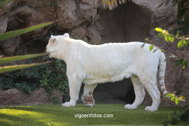 Tigres (parc de perroquets)