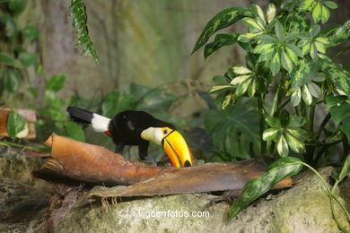 LORO PARK: TUCAN 