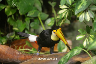 LORO PARK: TUCAN 