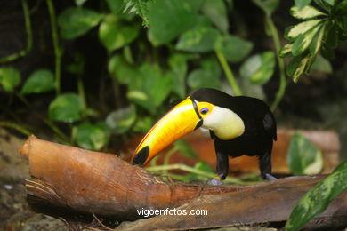 LORO PARK: TUCAN 