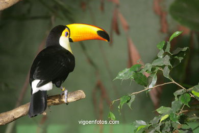 LORO PARK: TUCAN 