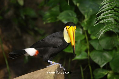 LORO PARK: TUCAN 