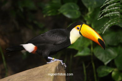 Toucan toco (parc de perroquets)