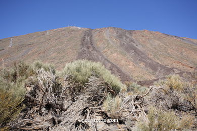 TEIDE: PARQUE NACIONAL 