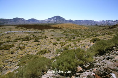 TEIDE: PARQUE NACIONAL 