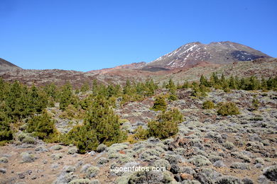 TEIDE: PARQUE NACIONAL 