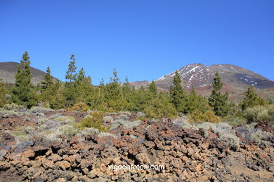 TEIDE: PARQUE NACIONAL 