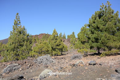 TEIDE: PARQUE NACIONAL 