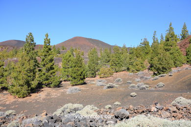 TEIDE: PARQUE NACIONAL 