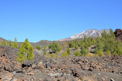 TEIDE: PARQUE NACIONAL 