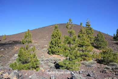 TEIDE: PARQUE NACIONAL 