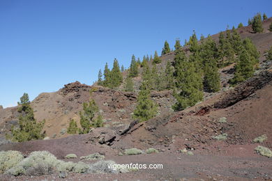 TEIDE: PARQUE NACIONAL 