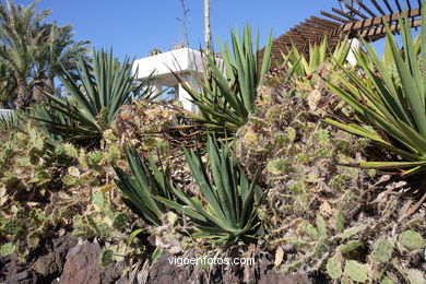 TENERIFE NORTE: PUEBLO 