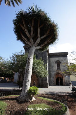 TENERIFE NORTE: PUEBLO 